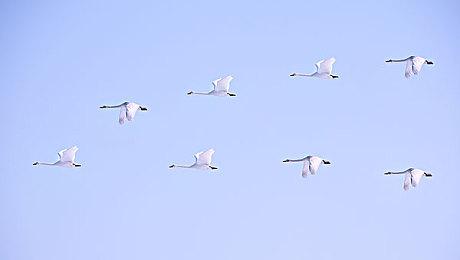 《黑神话》实体收藏版1998元被疯抢 有人炒至3万元